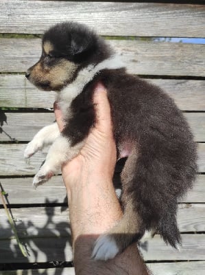 Les chiots de Colley à poil long