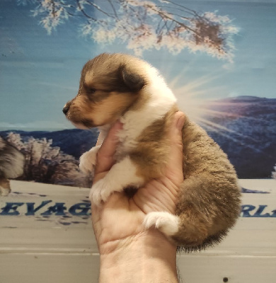 Les chiots de Colley à poil long