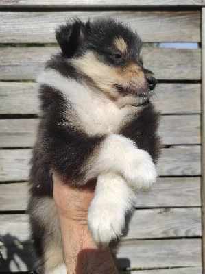 Les chiots de Colley à poil long