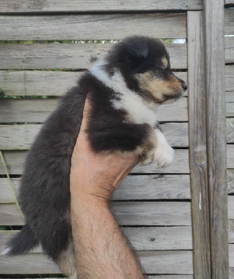 Les chiots de Colley à poil long