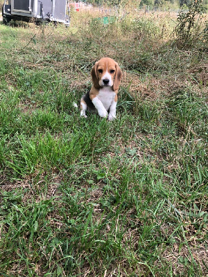 Les chiots de Beagle