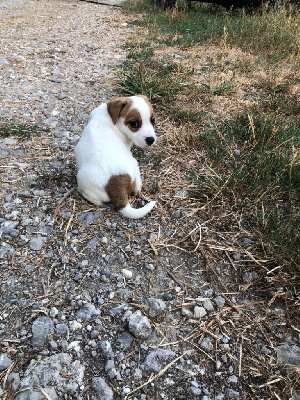 Les chiots de Jack Russell Terrier