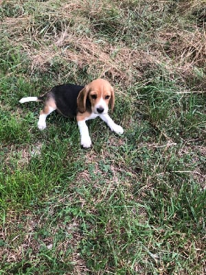 Les chiots de Beagle