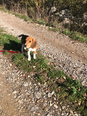 Les chiots de Beagle