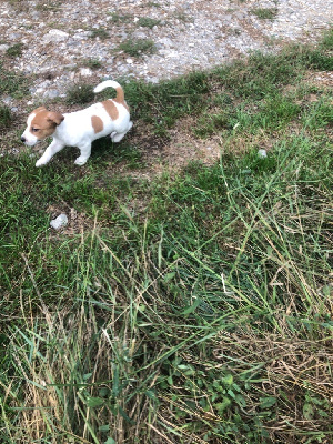 Les chiots de Jack Russell Terrier