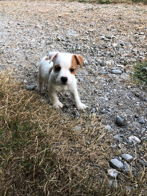 Les chiots de Jack Russell Terrier