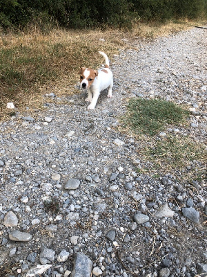 Les chiots de Jack Russell Terrier