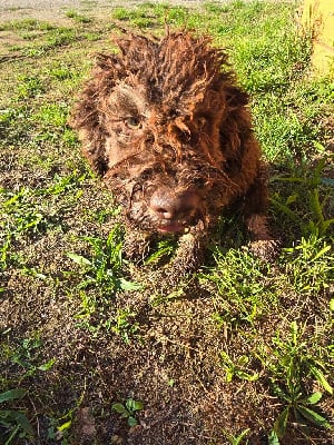 Les chiots de Lagotto Romagnolo