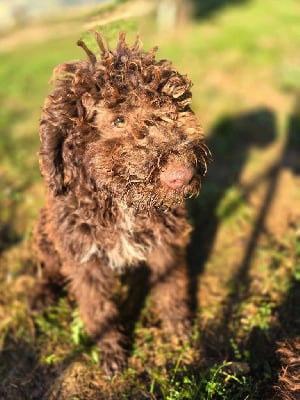 Les chiots de Lagotto Romagnolo