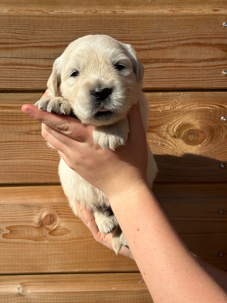 V - Golden Retriever