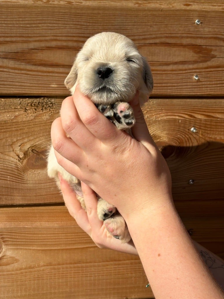 V - Golden Retriever