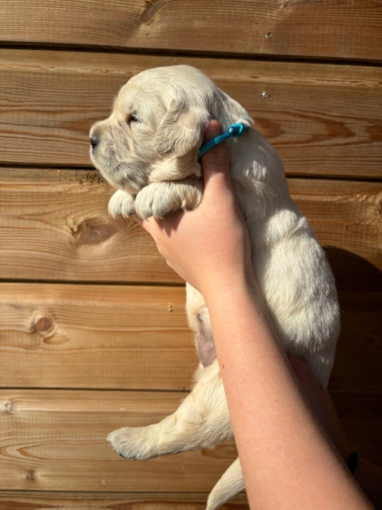 CHIOT - Golden Retriever