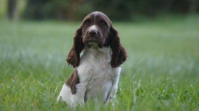 Les chiots de English Springer Spaniel