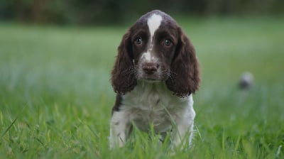 Les chiots de English Springer Spaniel