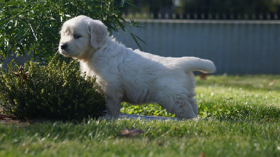 Les chiots de Golden Retriever