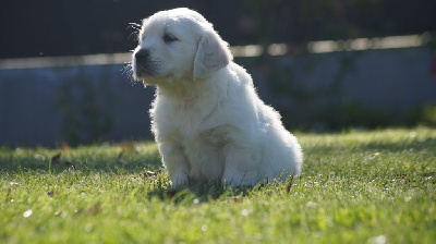 Les chiots de Golden Retriever