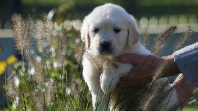 Les chiots de Golden Retriever