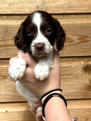 Les chiots de English Springer Spaniel