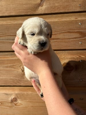 Les chiots de Golden Retriever