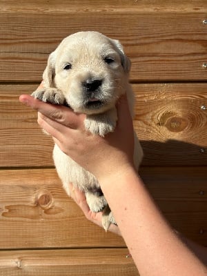 Les chiots de Golden Retriever