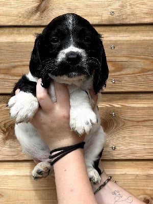 V - English Springer Spaniel