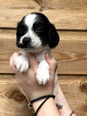 Les chiots de English Springer Spaniel