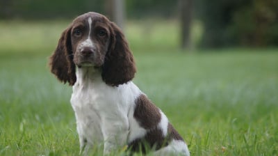 Les chiots de English Springer Spaniel