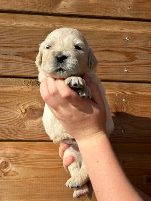 Les chiots de Golden Retriever