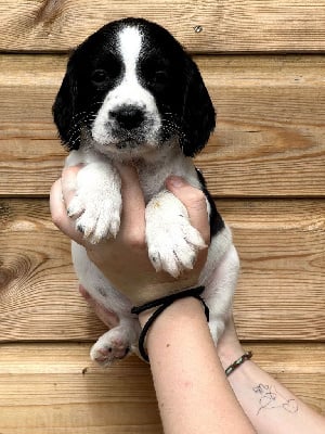 V - English Springer Spaniel