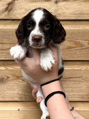 Les chiots de English Springer Spaniel