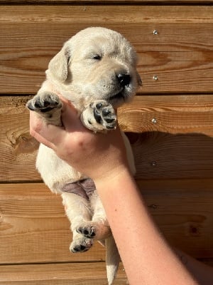 Les chiots de Golden Retriever