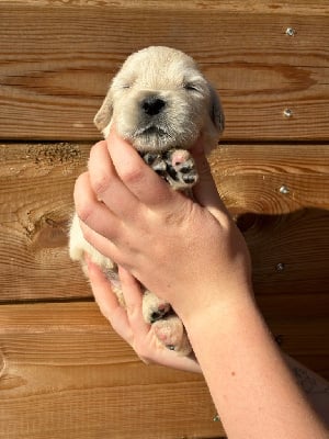 Les chiots de Golden Retriever