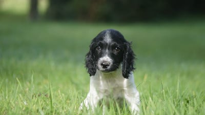 Les chiots de English Springer Spaniel