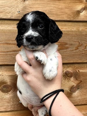 Les chiots de English Springer Spaniel