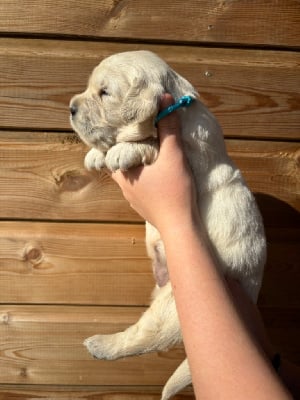 Les chiots de Golden Retriever