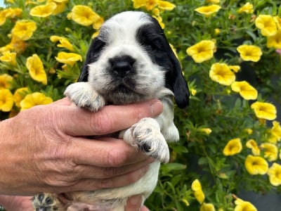 Les chiots de Cocker Spaniel Anglais