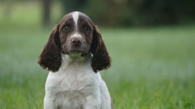 Les chiots de English Springer Spaniel