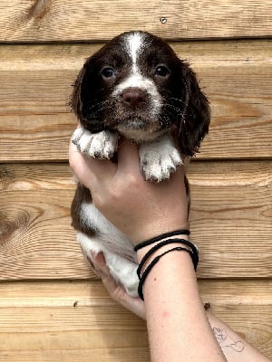 V - English Springer Spaniel