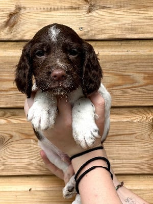 Les chiots de English Springer Spaniel