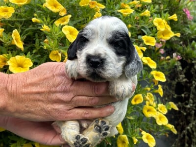 Les chiots de Cocker Spaniel Anglais