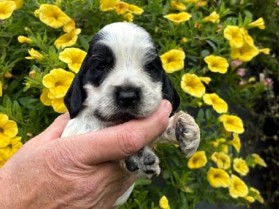 Les chiots de Cocker Spaniel Anglais