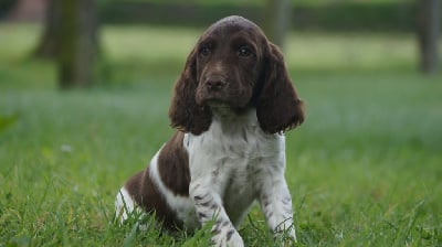 Les chiots de English Springer Spaniel