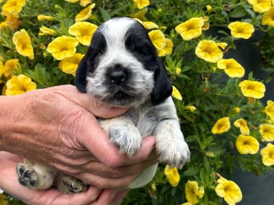 Les chiots de Cocker Spaniel Anglais