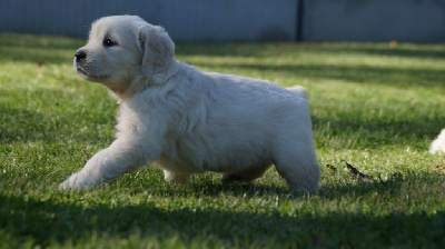 Les chiots de Golden Retriever