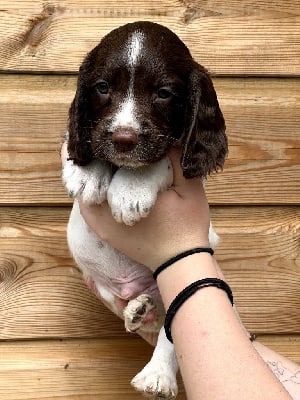 V - English Springer Spaniel