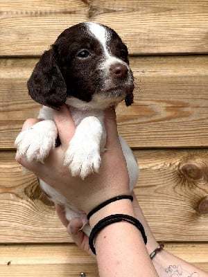 V - English Springer Spaniel