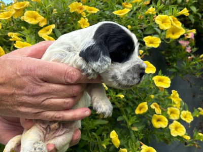 Les chiots de Cocker Spaniel Anglais