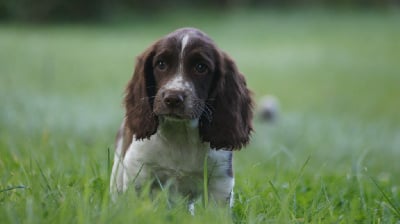 Les chiots de English Springer Spaniel