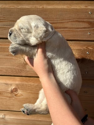 Les chiots de Golden Retriever