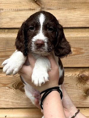 V - English Springer Spaniel